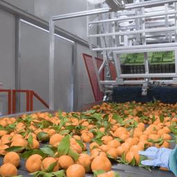 Citrus Sorting & Quality Control Worker