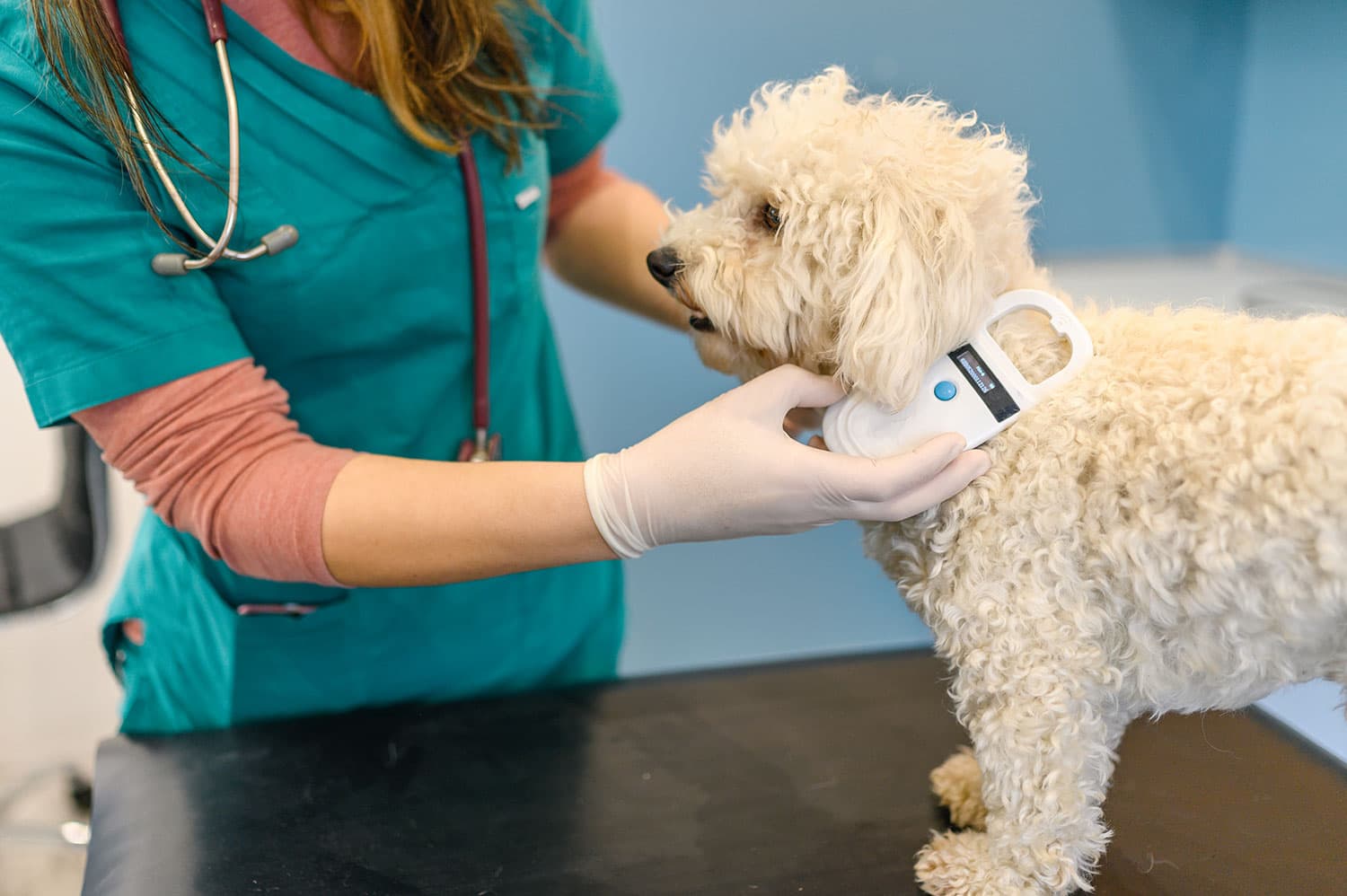 vet-scanning-dogs-microchip